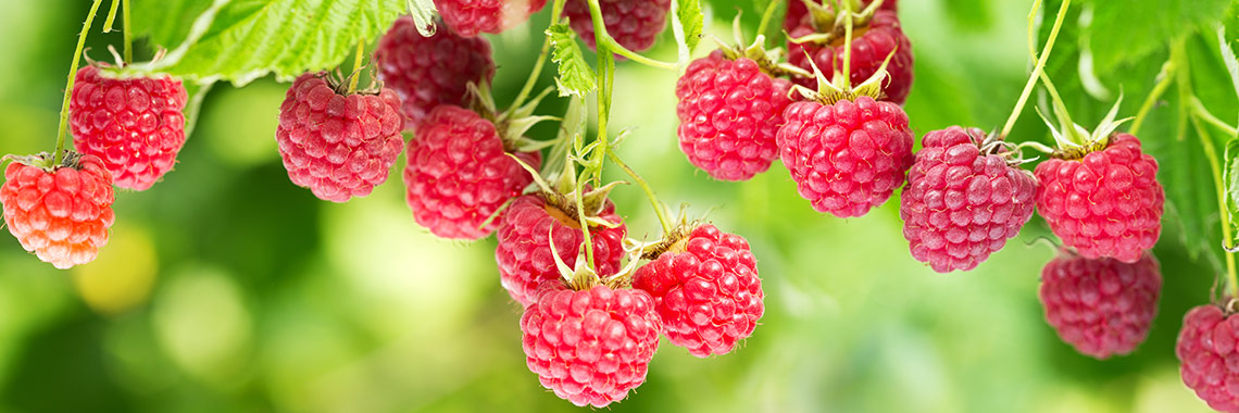 Framboise