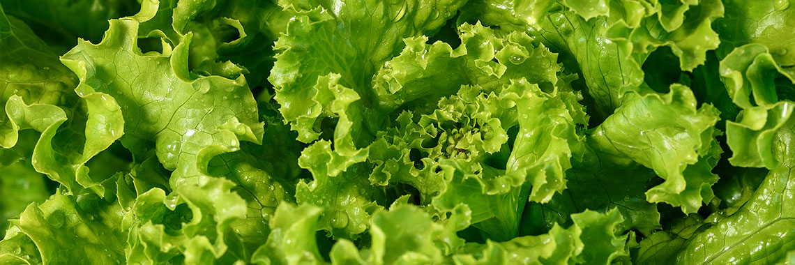 Lettuce