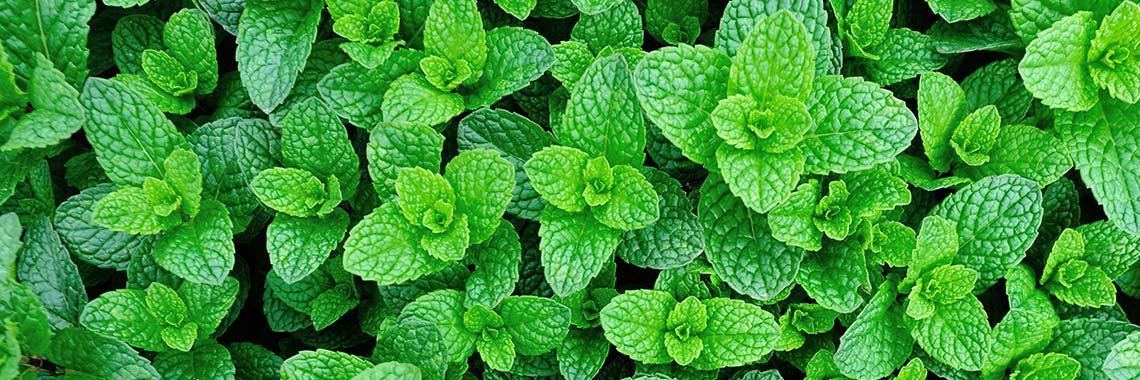 Menthe