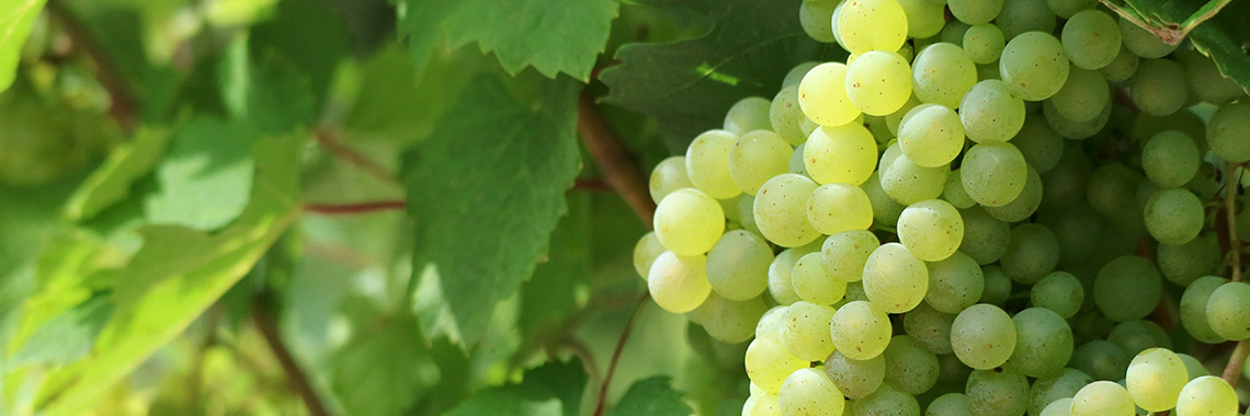 Grapes (white)