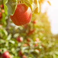 Impact du changement climatique sur la filière fruits et légumes : une matinée pour faire le point