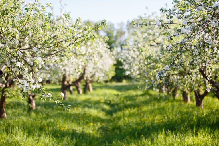 fruits légumes changement climatique - Aprifel