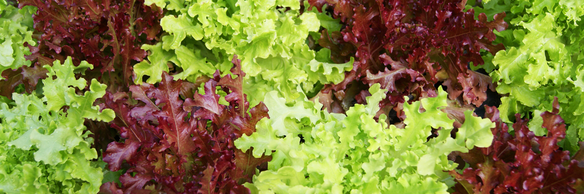 Oak leaf lettuce