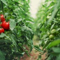 Trois nouvelles fiches nutrition & santé disponibles