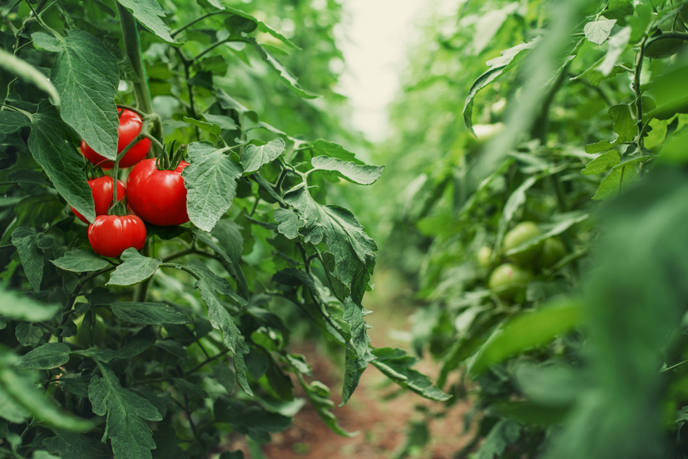 Tomates dans une serre.