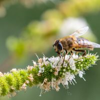 Journée internationale de la biodiversité : les fruits et légumes essentiels à la santé et à l’environnement