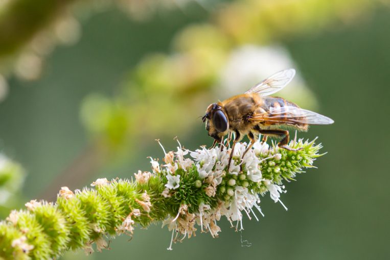 alimentation environnement biodiversité fruits légumes - Aprifel 