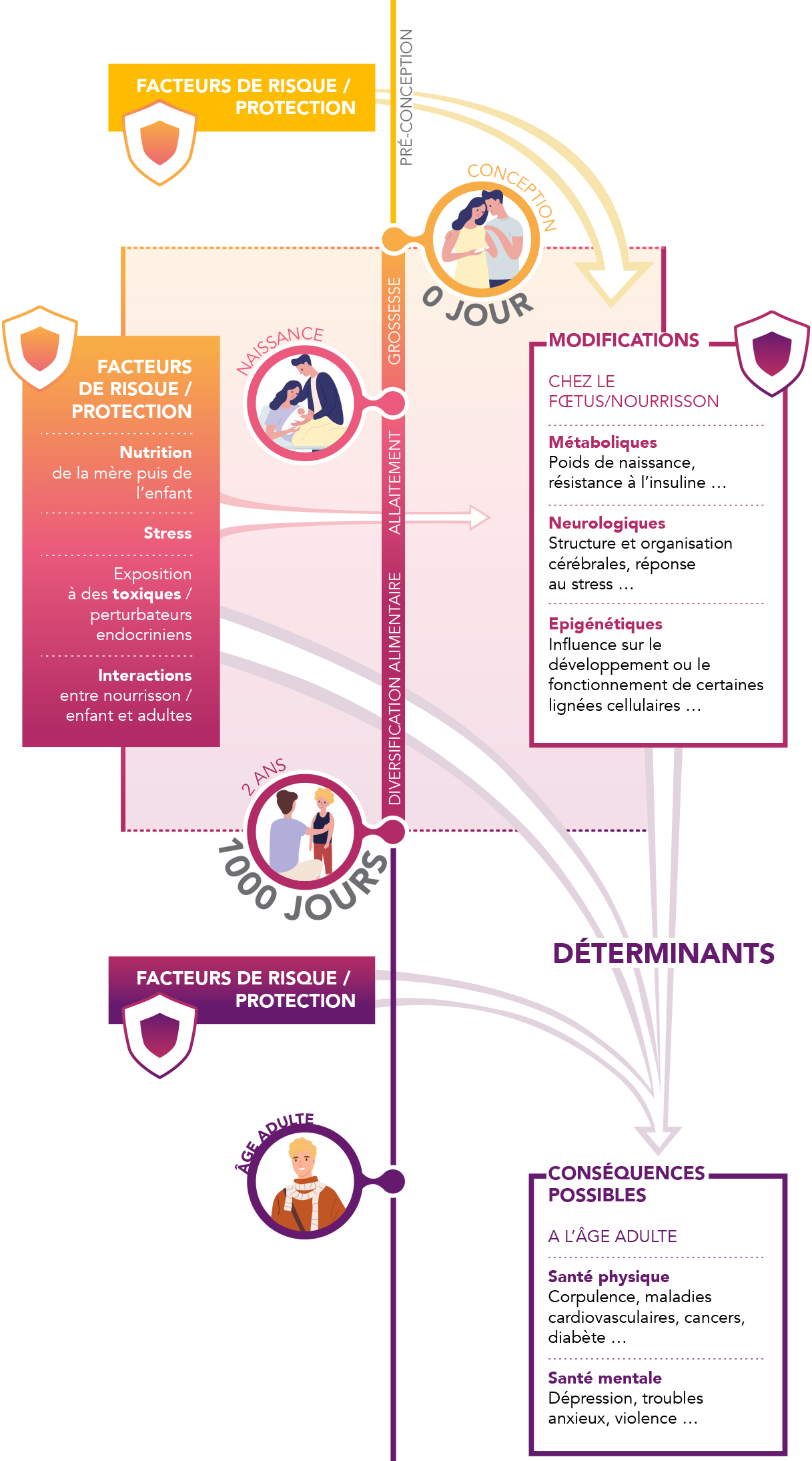 APRIFEL - infographie 1000jours