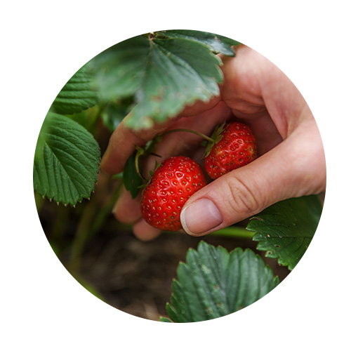 Equation nutrition - Novembre 2021 - Avis d'expert - consommer végétal et sain
