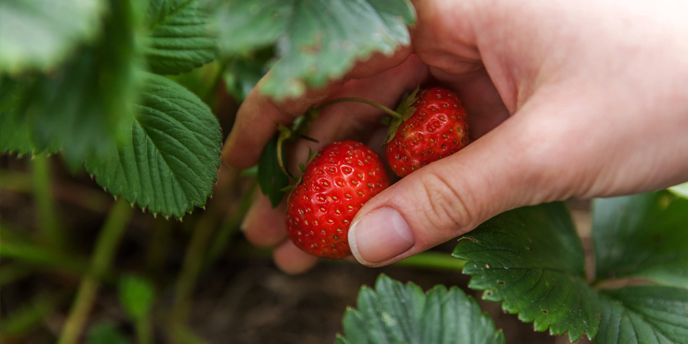 Cuillette de fraises