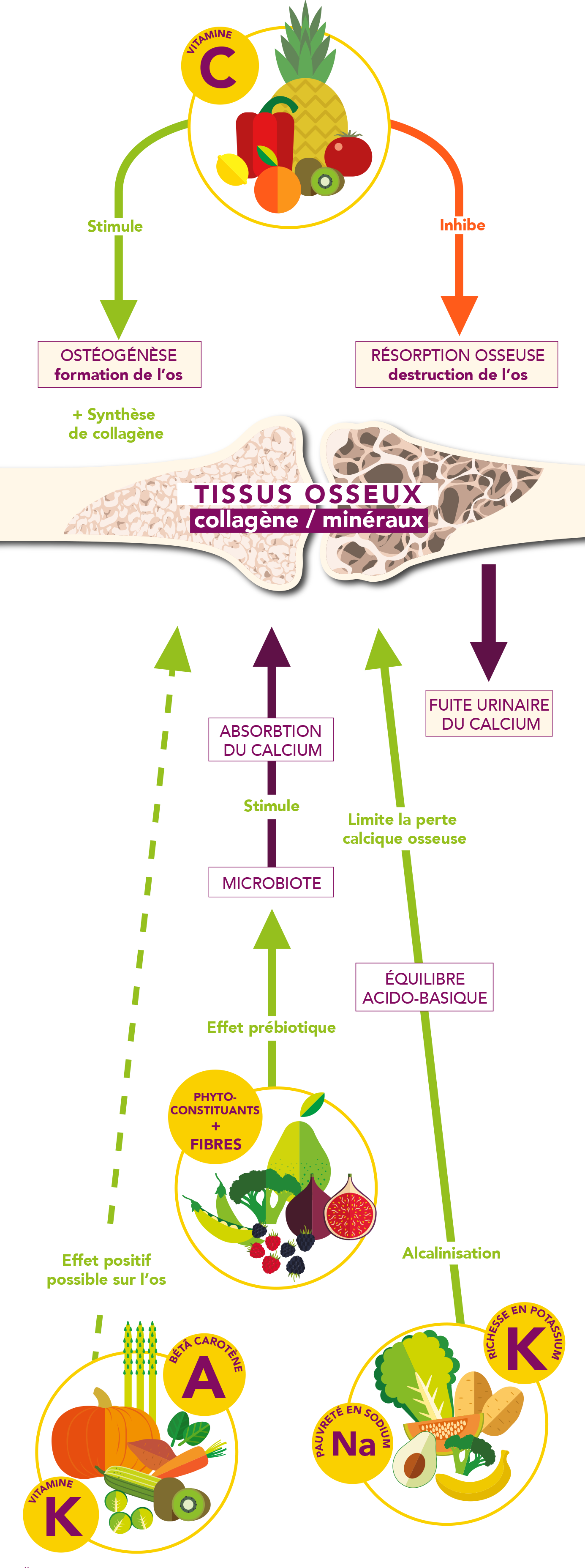 Infographie les fruits et légumes, source de nutriments bénéfiques à la santé osseuse - Aprifel