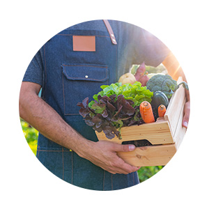 Agriculteur ramassant des fruits et légumes