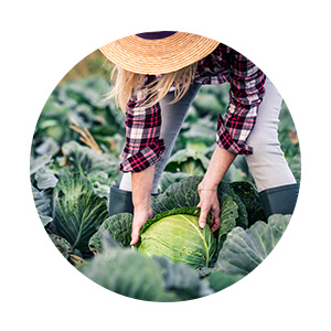 Agriculture bio, conventionnelle, agricultrice récoltant des choux