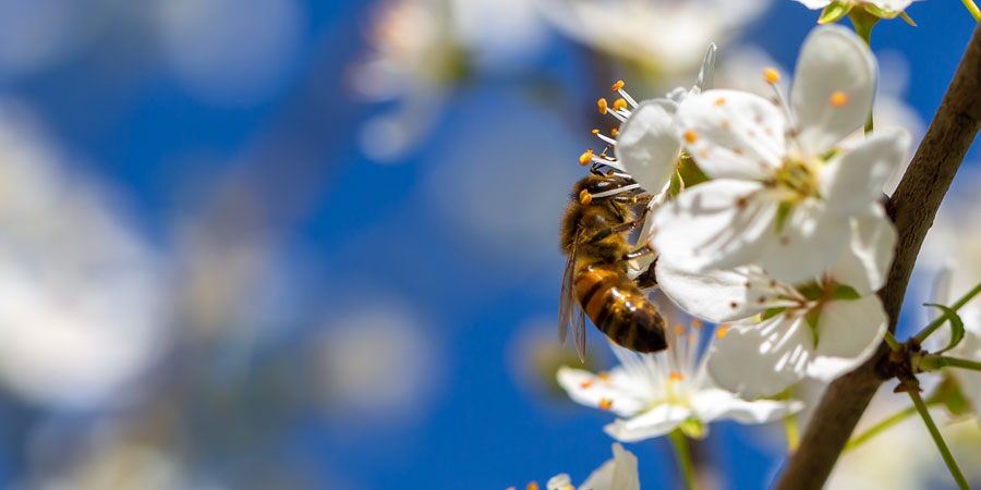 Diet and environmental impact: climate, water footprints, and biodiversity