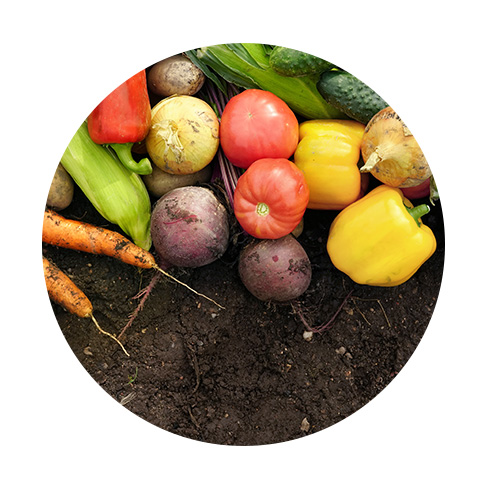 fruits légumes champs equation nutrition