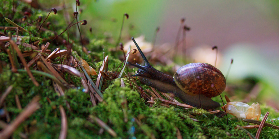 escargot micro organismes sol plante