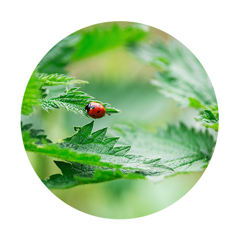 Avis d'expert - Equation nutrition - mars 2023 - coccinelle