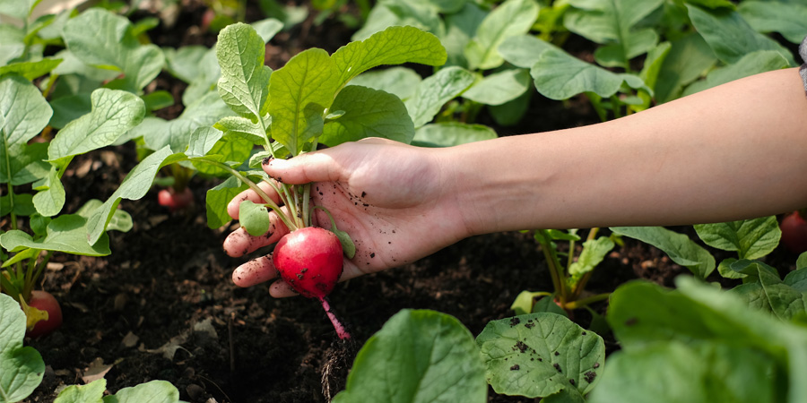 Microbiotes du sol, des plantes, animal et humain : qu’ont-ils à nous apprendre ?